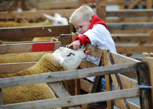 Two-year-old Luke Percy from Masham gets his Texel sheep ready to show at last weekend's Masham Sheep Fair.  Picture: Jonathan Gawthorpe