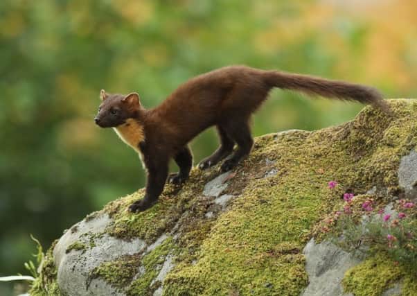 Wildlife artist Robert Fuller took some close up photographs of pine martens on a fruitful trip north of the border.