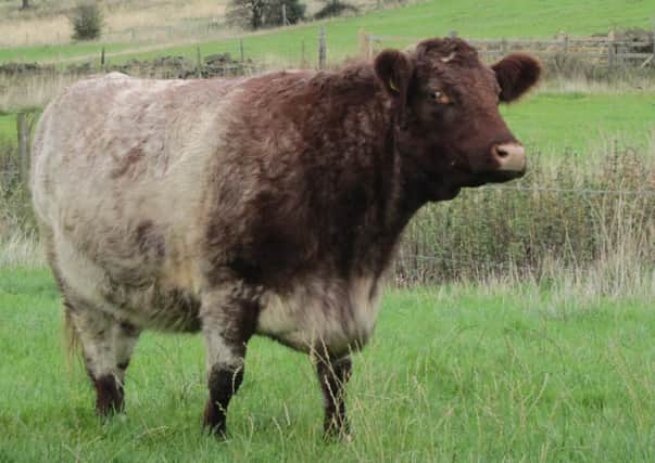 Shorthorn beef is known for its excellent eating quality and full traceability, Morrisons said.