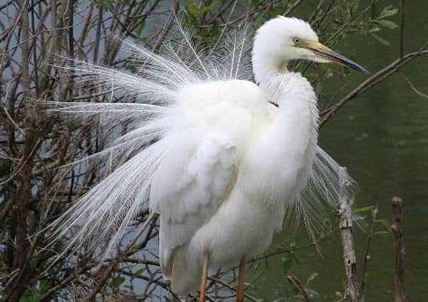 Great white egrets have been sighted in Yorkshire and are likely to begin breeding in the UK.  Picture: Michael Ashforth.