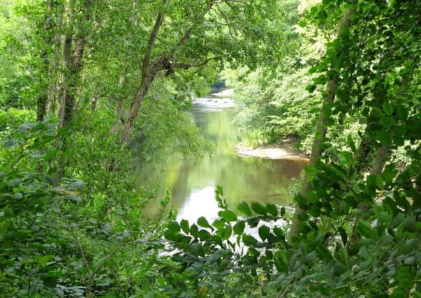 A glimpse of the River Ure in Hackfall Woods.