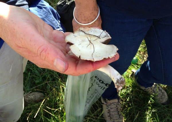The field mushroom is the most commonly picked wild fungi in the UK but novice foragers should first learn to identify it in the presence of an expert, warns Roger Ratcliffe.