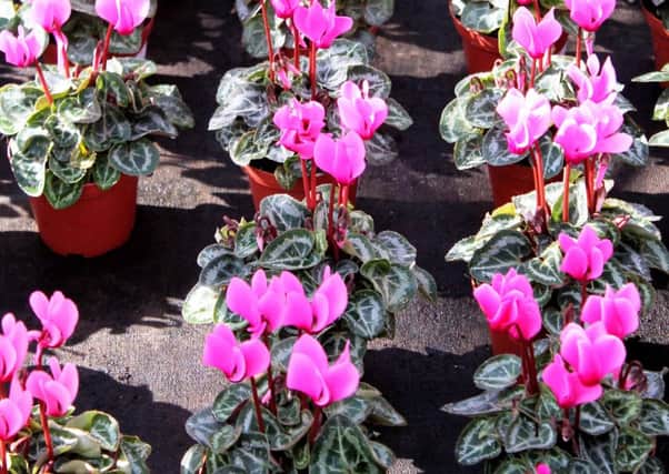 Cyclamen are a favourite flower both indoors and out.