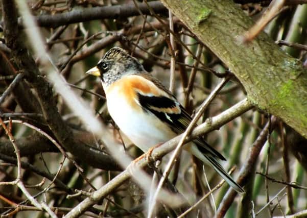 The first bramblings of the  winter were reported, with 300 at Flamborough Head.