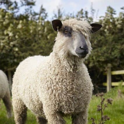 A hardy hill breed, Wensleydales are now on the Rare Breeds Survival Trust's official watch list.