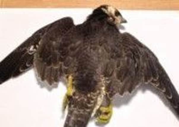 Police are investigating the killing of this Peregrine Falcon near Hebden Gyhll.