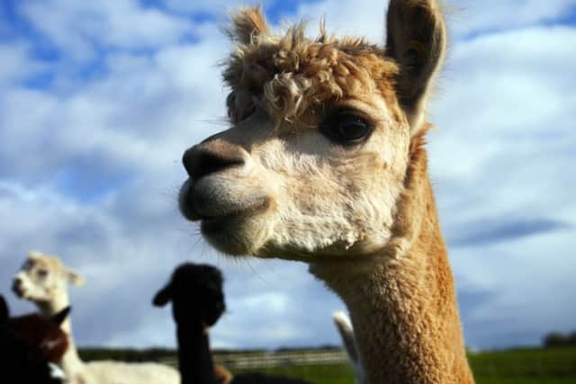 The Yorkshire Alpaca Group Show will feature at the event for the very first time.  Picture: Scott Merrylees.