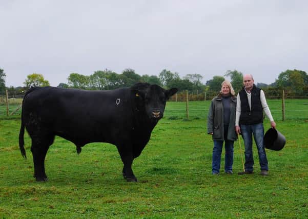 Gini Guttery, who has a herd of around 140 Aberdeen Angus cattle, with stockman Tom Slater and Ernst the stock bull.  Pictures: Scott Merrylees
