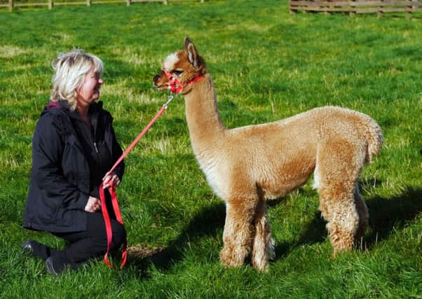 Janet Brown will  be showing her alpacas, and the socks made from their wool, at this months Countryside Live.  Pictures: Scott Merrylees