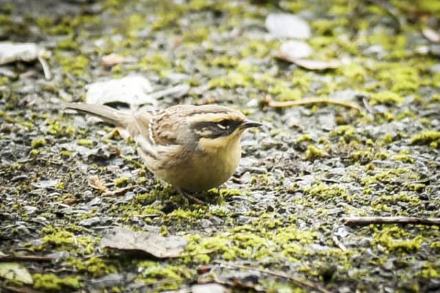 Hundreds of twitchers flock to Easington near Hull, to try and spot this rare Siberian accentor. Picture: Ross Parry Agency