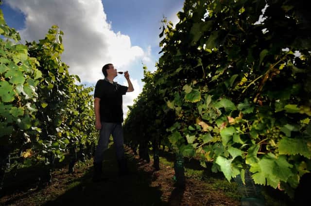 Ian Sargent in the Vineyard. Picture by Simon Hulme