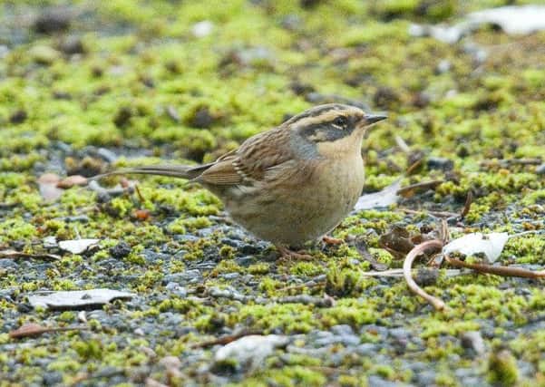 The Siberian accentor this month made its debut in Yorkshire as well as mainland UK.  Picture: Michael Ashforth