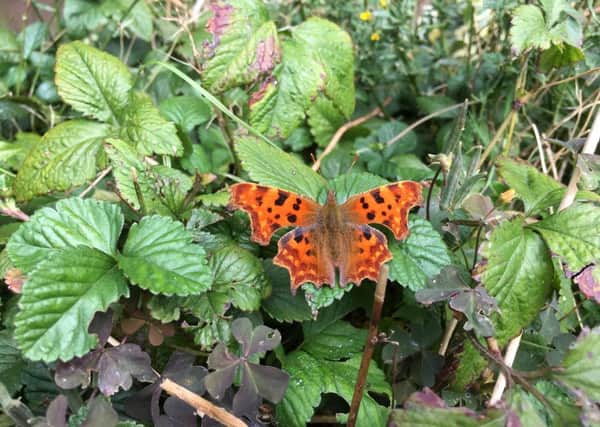 A striking orange Comma was found in Lucy Oatess garden. The butterfly, once very rare, is now thriving.  Picture: Lucy Oates