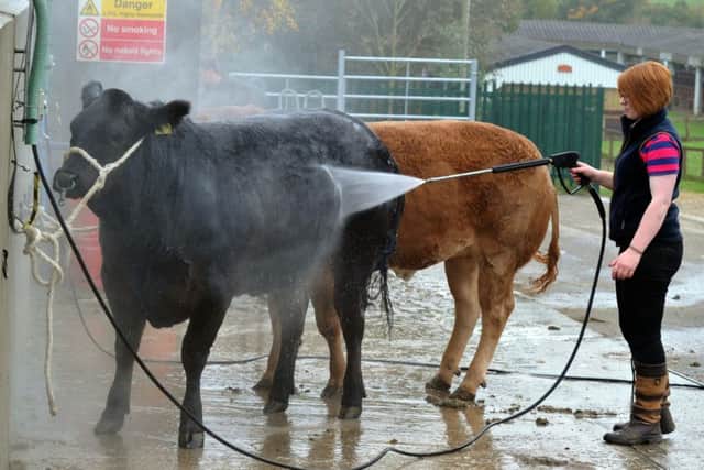 Cattle are powerwashed in preparation for this weekend's Countryside Live at the Great Yorkshire Showground in Harrogate.  Pictures: Gary Longbottom.
