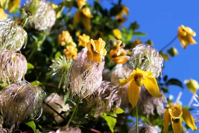 WINTER WARMER: Clematis tangutica produces bell-like, yellow flowers.