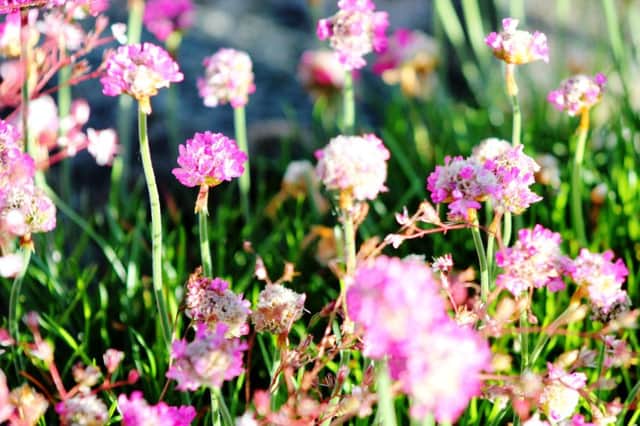 IN THE PINK: Thrift is a go-anywhere, do-anything kind of plant.