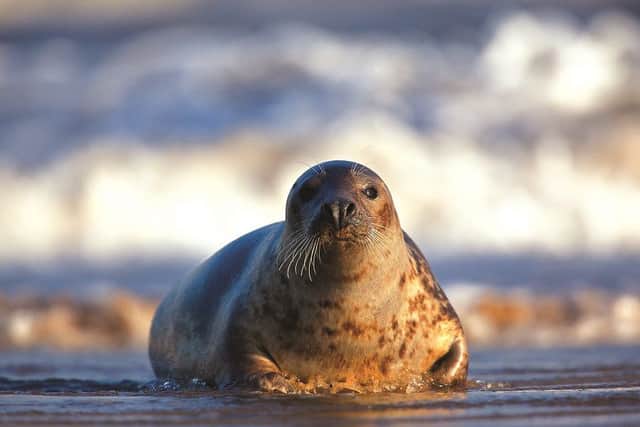 One of the grey seals which have made a home at Spurn Point.
