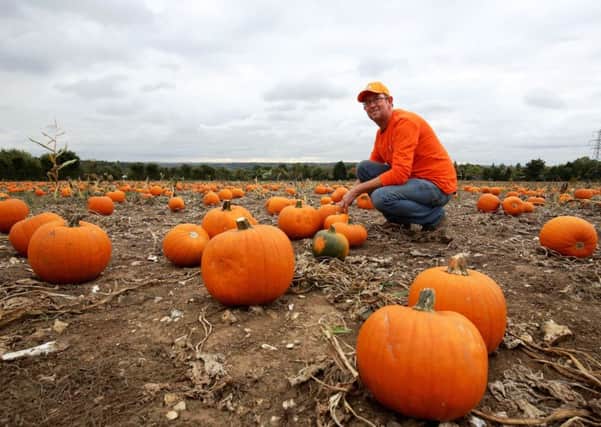 Farmer Charlie Eckley checks his fields of pumpkins ahead of Halloween.