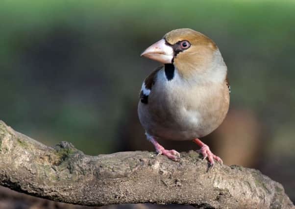 There has been a huge reduction in the breeding range of the hawfinch throughout the UK.   Picture: Marcus Conway