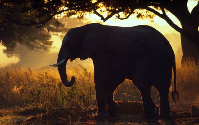 An African elephant in Zimbabwe. The species has seen numbers crash due to poaching.