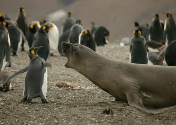 Robert's priceless moments include witnessing this plucky penguin.  Pictures: Robert Fuller