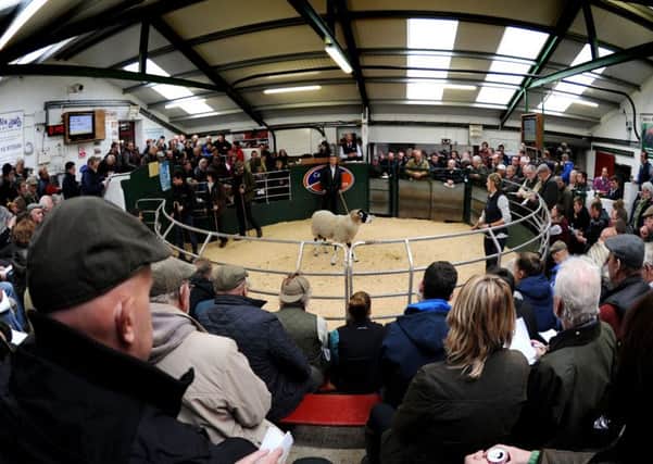 The annual Swaledale Tup Sales at Hawes Auction Mart.  Picture: Jonathan Gawthorpe