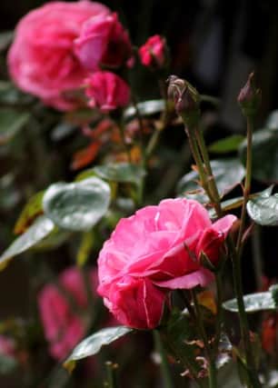 Q&A: Caring for roses