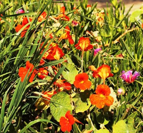 AUTUMN GLORY: Nasturtiums are a very versatile option for most spots in the garden.