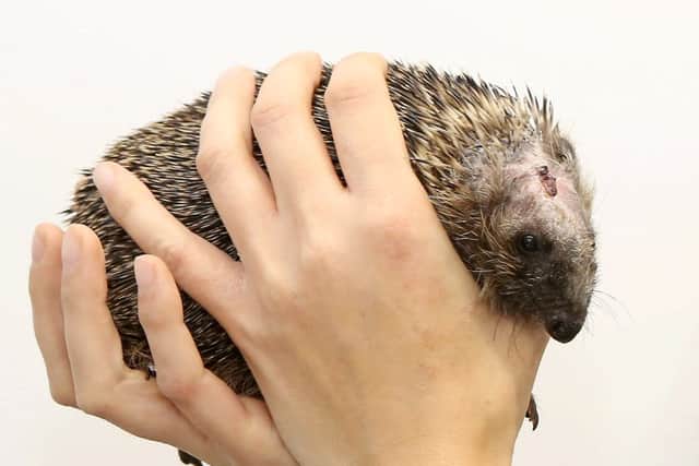 A hedgehog has made a miraculous recovery after suffering horrific injuries following an accident with a garden Strimmer. Picture: Ross Parry Agency