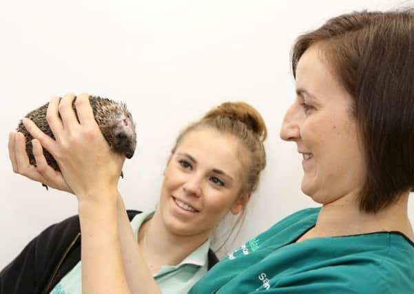 Vet Sam Burnell and veterinary nurse Ella Sievewright with Stitch the Hedgehog.  Picture: Ross Parry Agency