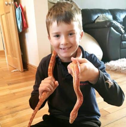 Jack Wellington has been reunited with pet snake, Keith, after it slithered out of a couple's newly-purchased car.  Picture: Ross Parry Agency