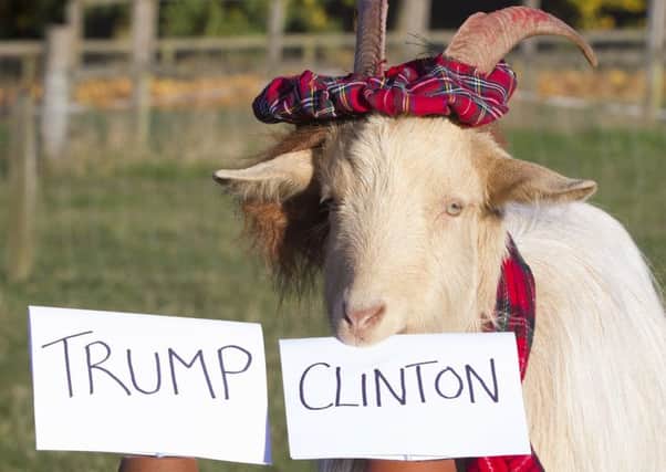 Boots the psychic goat predicts the results of the US Presidential election. Picture: SWNS