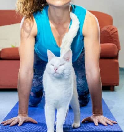 Pet charity Blue Cross has created a new meditation class called KarmaÂ Kitties