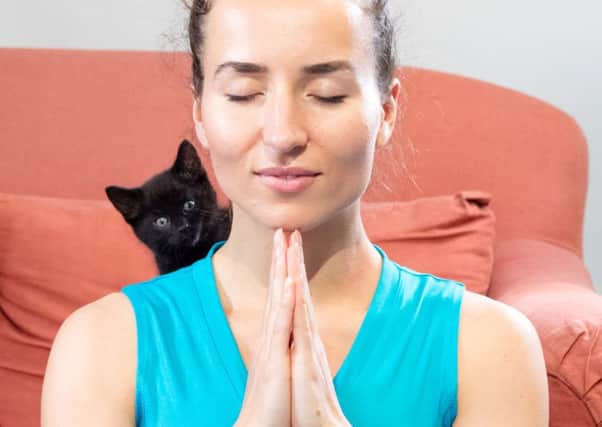 Pet charity Blue Cross has created a new meditation class called KarmaÂ Kitties