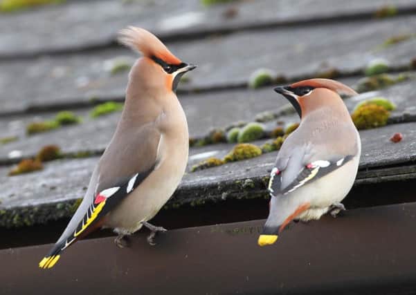 Waxwings can often be seen around supermarket and garage car parks as well as roundabouts.