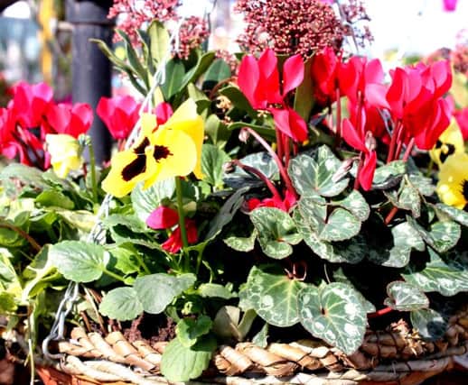 BASKET CASE: Plant shrubs and winter-hardy plants in pots, troughs - and baskets.
