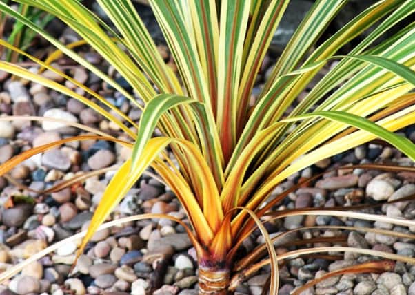 COLD COMFORT: Wrap up cordylines before winter really sets in.