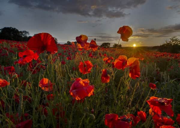 The poppy remains the symbol of remembrance. Photo: James Hardisty.
