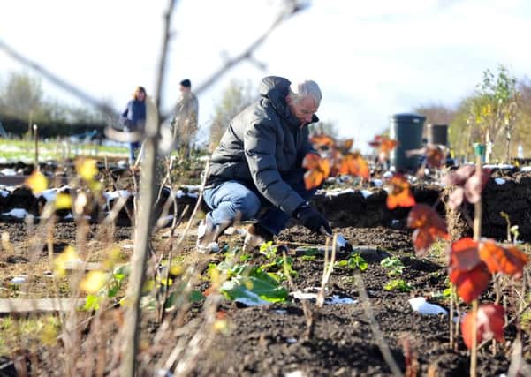 Nick Coulter planting up his plot six weeks after the site opened.. Picture Tony Johnson