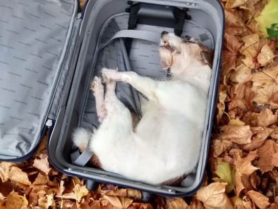 The Jack Russell was found dead in a suitcase dumped in a hedge. Picture: RSPCA