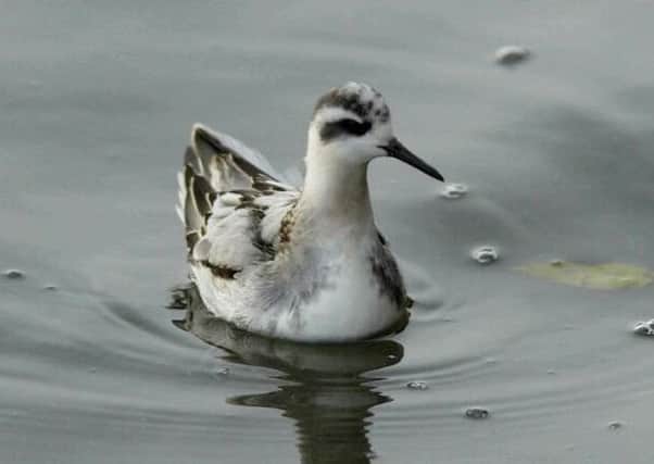 The grey phalarope feeds by spining round and round in the water to bring small creatures to the surface.