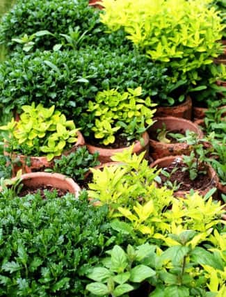 POT LOOK: Some herbs are small and compact and will grow happily in a container.