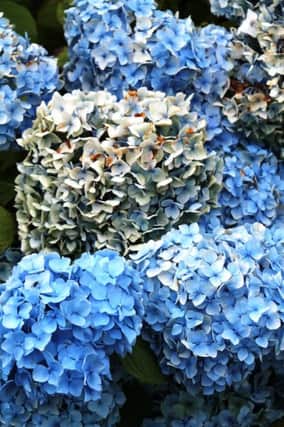 CAPTION: ON GUARD: The old flower heads of Mophead hydrangeas help protect new growth.