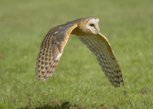 Landfill Communities Fund helped to fund nest boxes for the barn owl.  Picture: northeastwildlife.co.uk