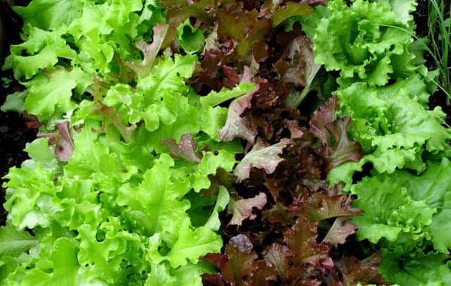 Broken leaves in bags of prepared salad may dramatically increase the risk of salmonella.