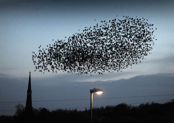 Starling numbers start to build up in late summer leading to the murmuration spectacle.  Picture: Simon hulme