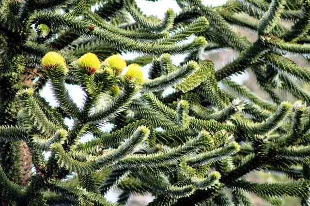 The leaves of the monkey puzzle tree.