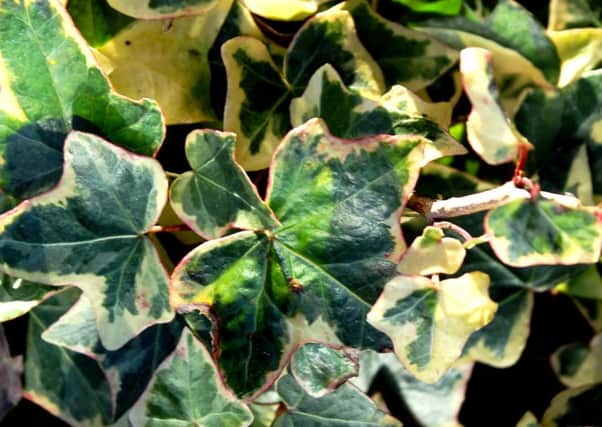 COVER-UP: There is always at least one variety of ivy for every site and situation.