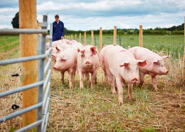 Yorkshire could soon become one of the best places in Europe for pig research.  Picture: Justin Slee