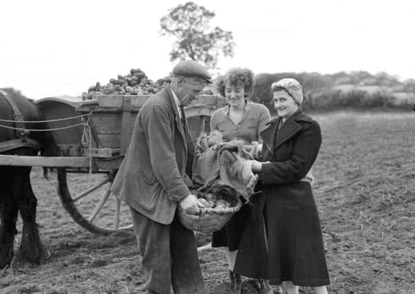 Potato picking from the 1950s continues to evoke memories.